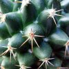 Mammillaria _scrippsiana_ 06